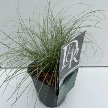 Carex Frosted Curls
