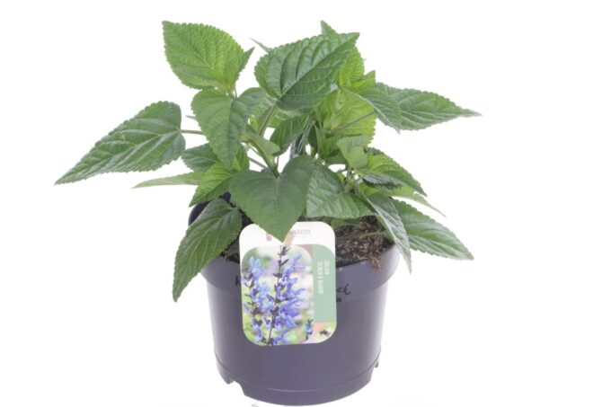 Salvia hybr. Black & Bloom
