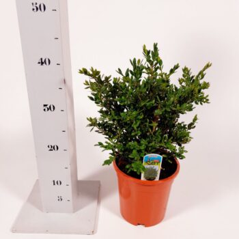 Buxus 'Green Velvet'