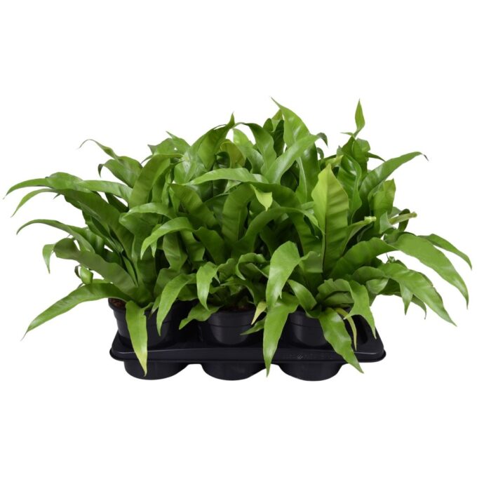 Asplenium Antiquum