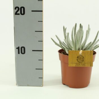 Senecio Scaposus