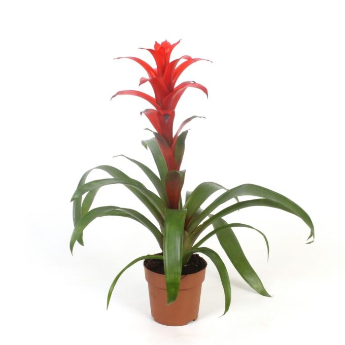 Guzmania Allura (Red)