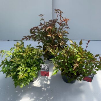Astilbe mix