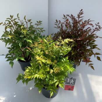 Astilbe mix
