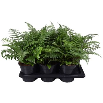 Asplenium Parvati