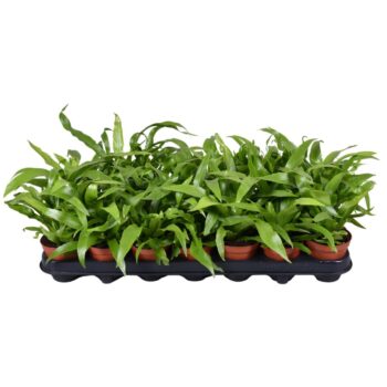 Asplenium Antiquum