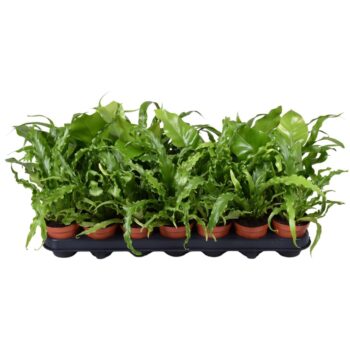 Asplenium Mix
