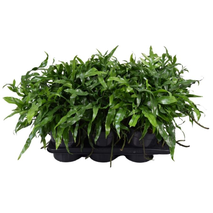 Microsorum Diversifolium
