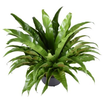 Asplenium antiquum
