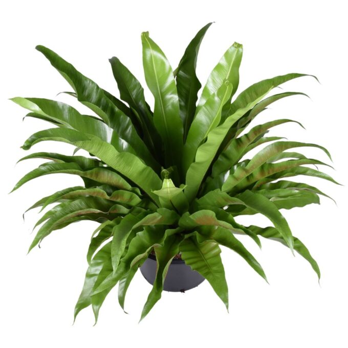 Asplenium antiquum