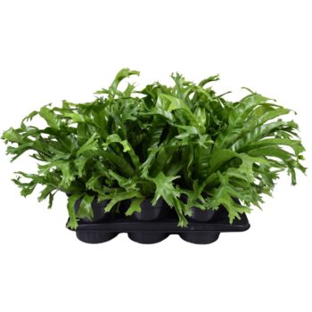 Asplenium Crissie