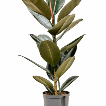 Ficus elastica 'Abidjan' 1pp