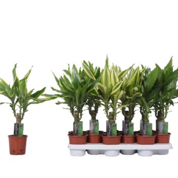 Dracaena 3 color mix, 11 cm pot