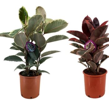 Ficus mix
