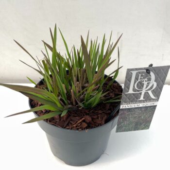 Panicum Squaw