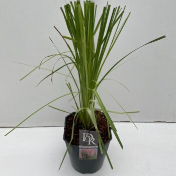 Cortaderia sell Rosea