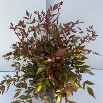 Astilbe rood