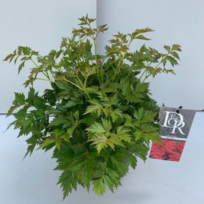 Astilbe roze