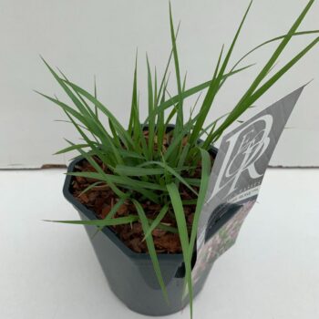 Pennisetum Karley Rose