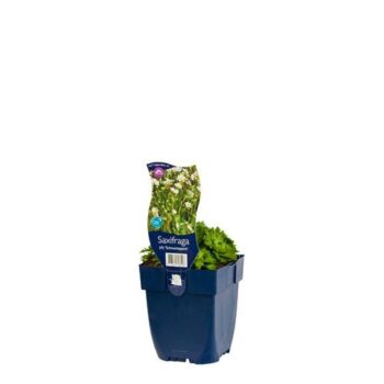 Saxifraga (A) 'Schneeteppich'
