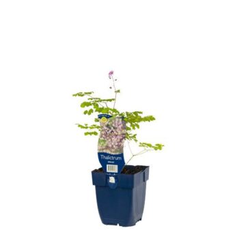 Thalictrum delavayi