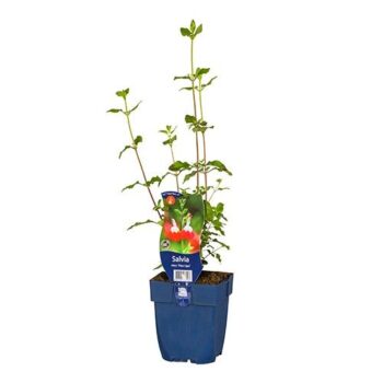 Salvia micr. 'Hot Lips'