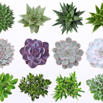 Succulent mix 5,5 XXL