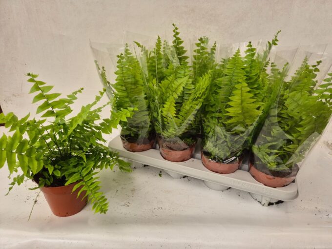 Nephrolepis Macho