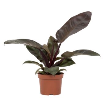 Philodendron Black Cardinal 12cm