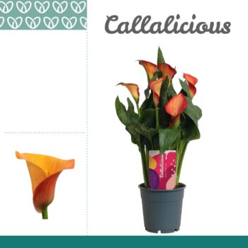 Zantedeschia Orange