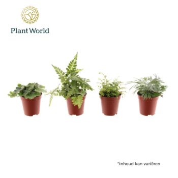 Fern mix
