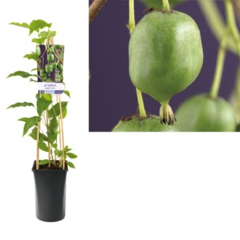Actinidia arguta issai