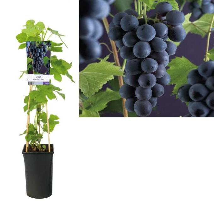 Vitis boskoop glory