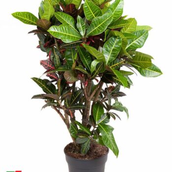 Codiaeum Petra