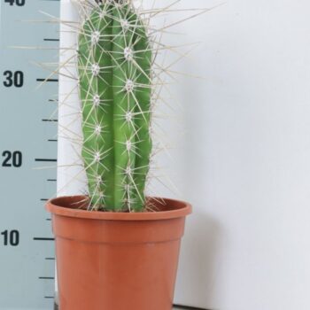 Stetsonia coryne