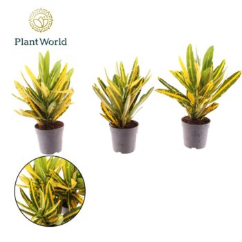 Croton Sunny Star