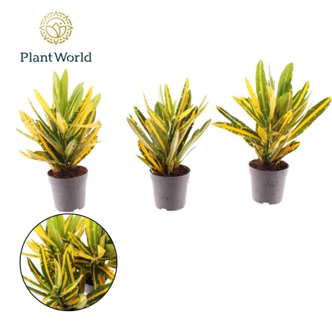 Croton Sunny Star