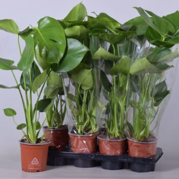 monstera pot 14 cm