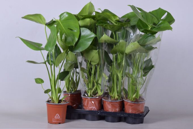 monstera pot 14 cm