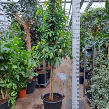 Ficus Amstelking