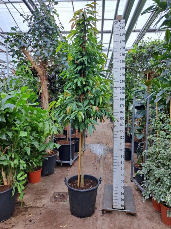 Ficus Amstelking