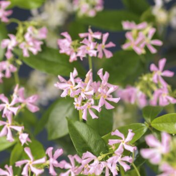 Trachelospermum as. pink air