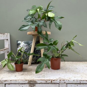 Philodendron Florida Green
