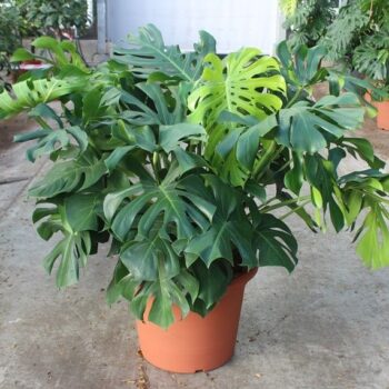Monstera deliciosa