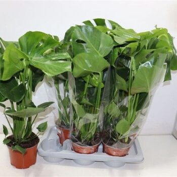 monstera pot 17