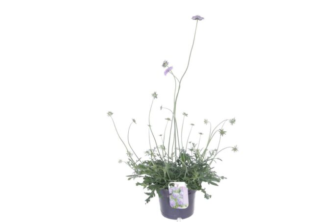 Scabiosa columbaria Butterfly Blue