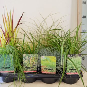 Carex gemengd