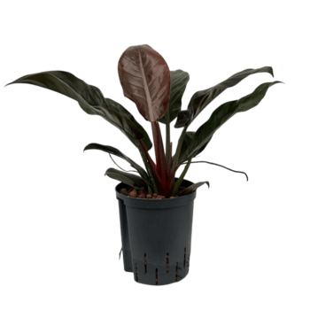 Philodendron Imperial Red