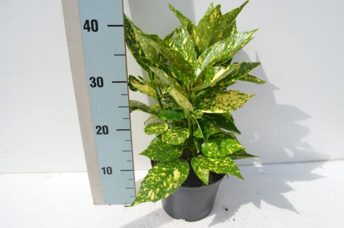 Aucuba japonica 'Crotonifolia'