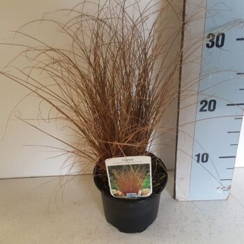 Carex comans Bronze form